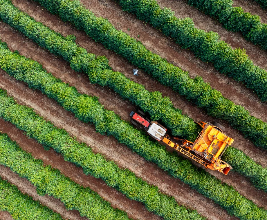 Farming machinery working on crop rows